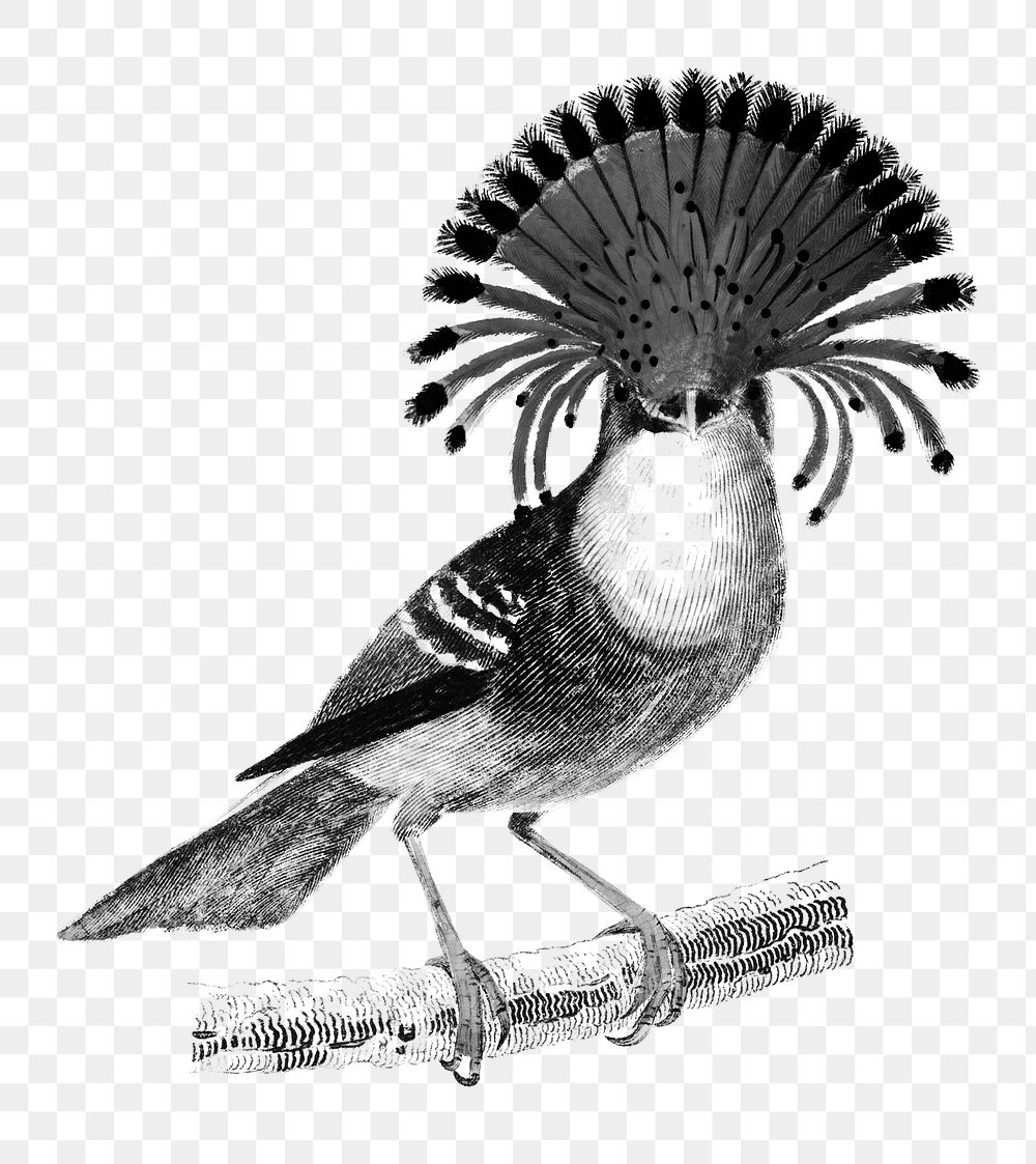 Vintage royal flycatcher bird png, remix from artworks by Charles Dessalines D'orbigny