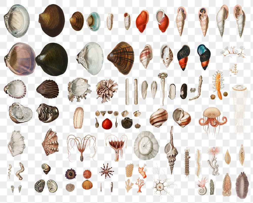 Vintage png aquatic animal set, remix from artworks by Charles Dessalines D'orbigny