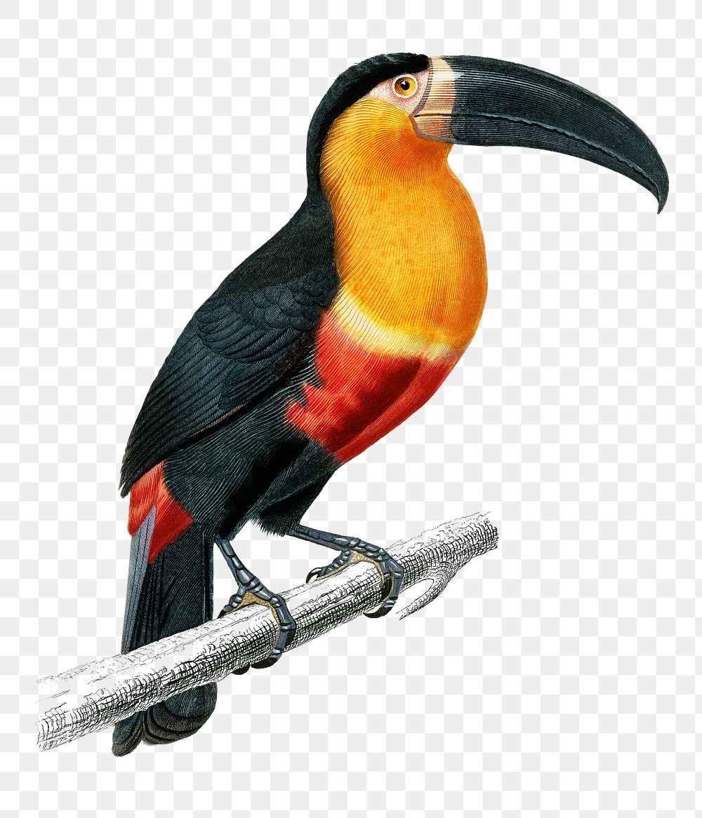 Vintage toucan bird png, remix from artworks by Charles Dessalines D'orbigny