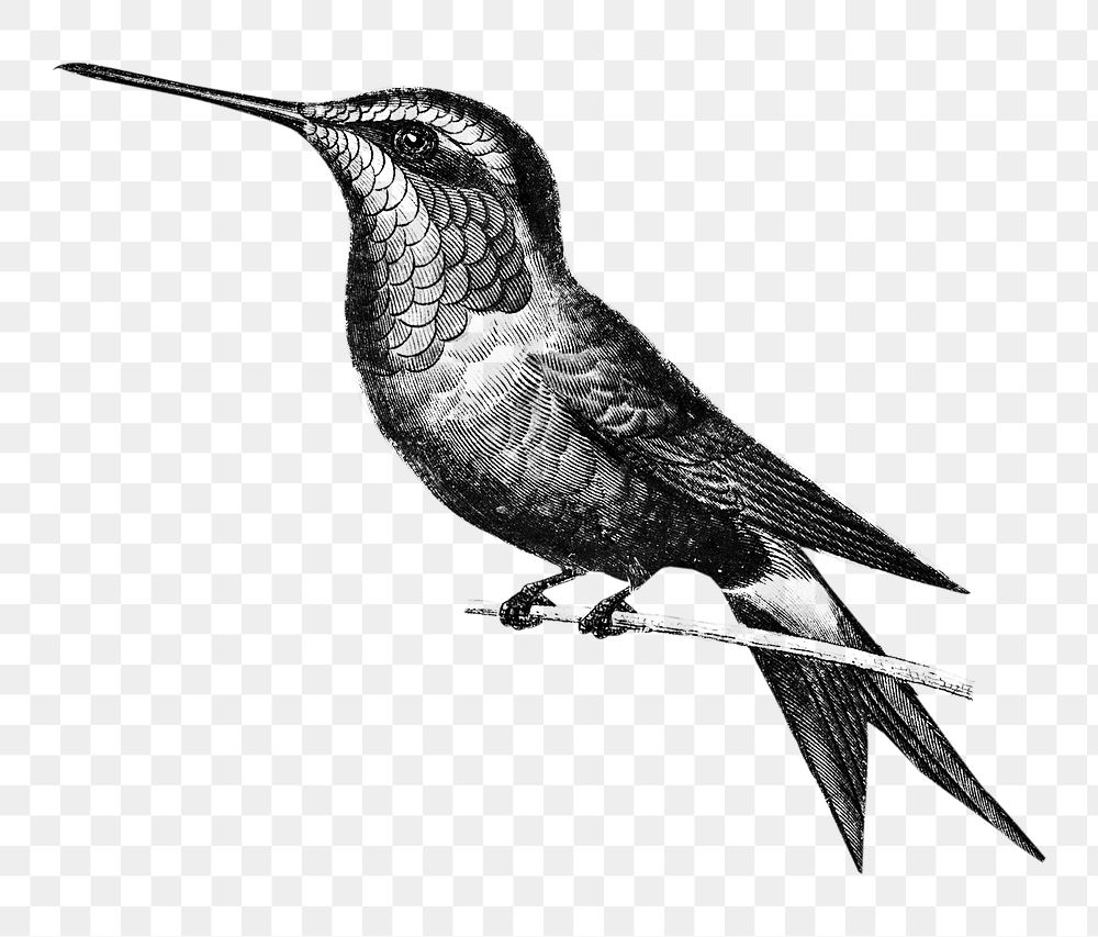 Vintage amethyst woodestar bird png, remix from artworks by Charles Dessalines D'orbigny