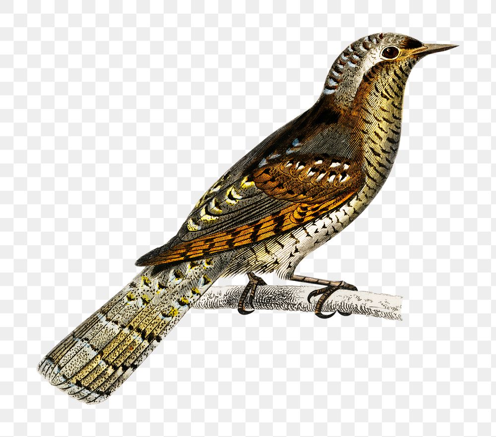 Vintage eurasian wryneck bird png, remix from artworks by Charles Dessalines D'orbigny