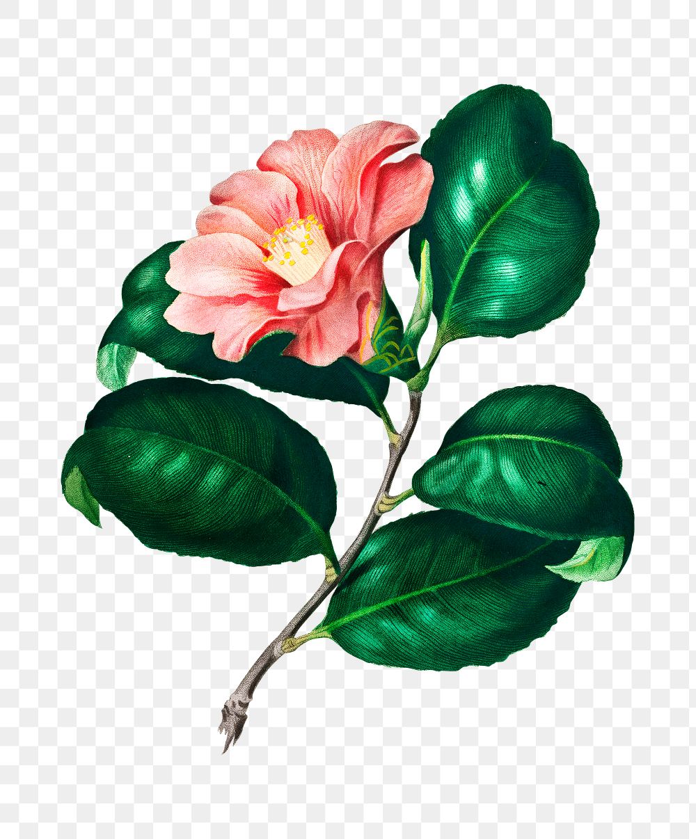 Japanese camellia png vintage flower, remix from artworks by Charles Dessalines D'orbigny