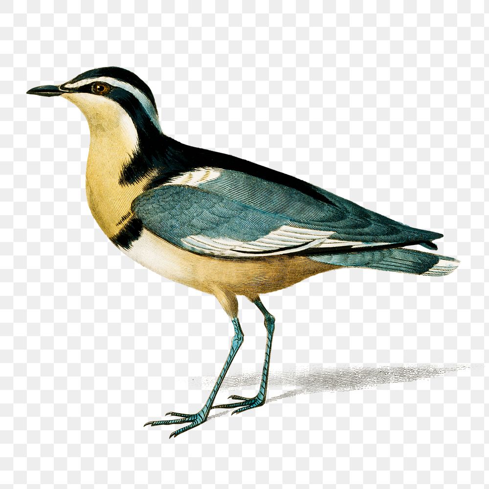 Vintage egyptian plover bird png, remix from artworks by Charles Dessalines D'orbigny