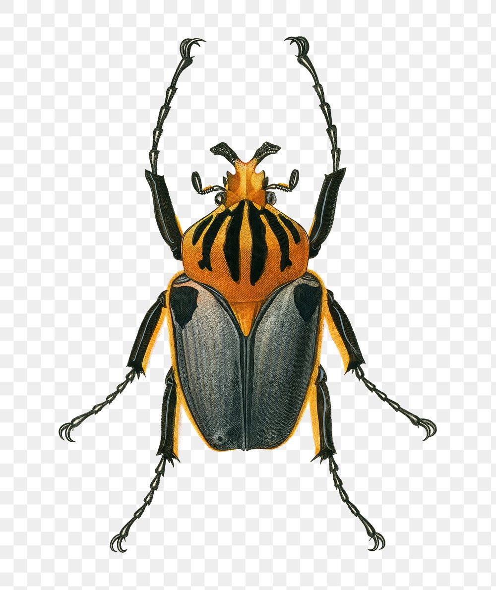 Vintage chief Goliath beetles png | Free PNG Sticker - rawpixel
