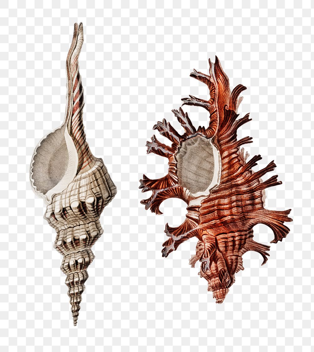 Png predatory sea snail hand drawn set, remix from artworks by Charles Dessalines D'orbigny