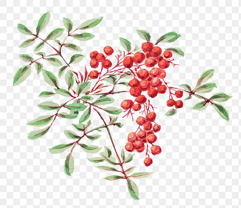 Vintage coral berry tree png art print, remix from artworks by Megata Morikaga