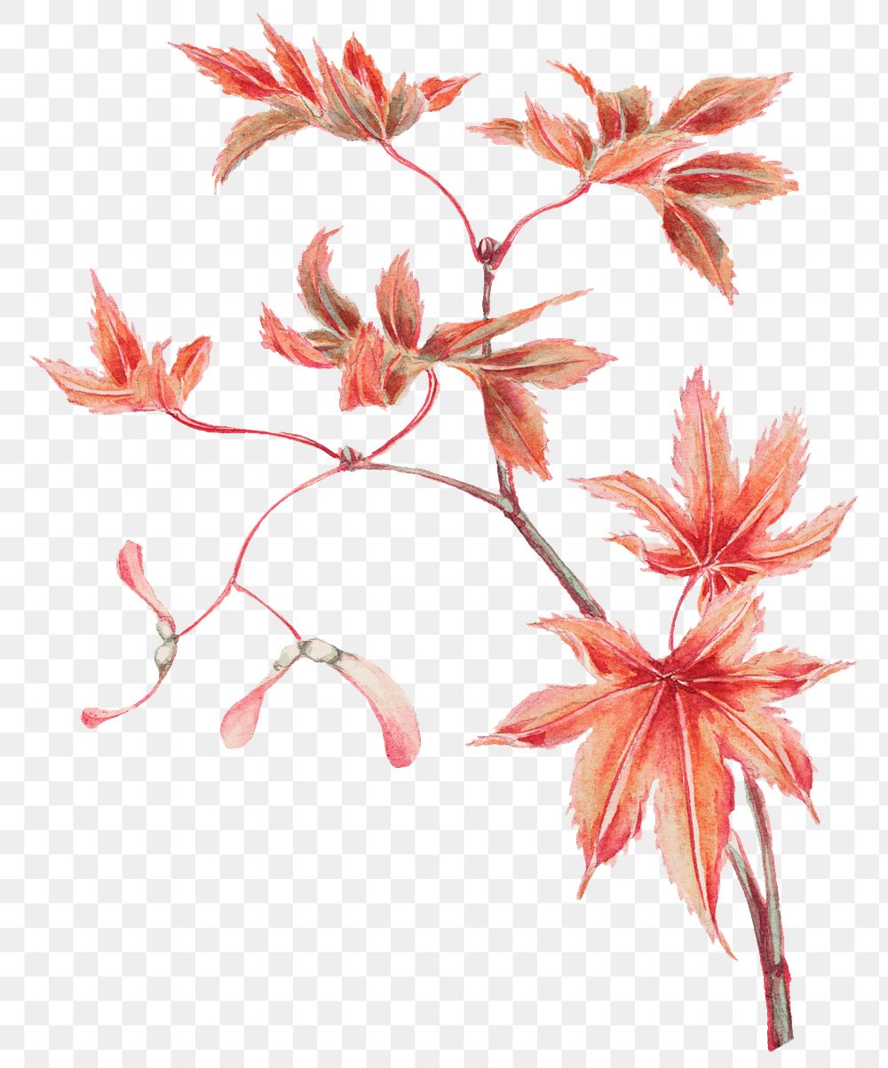 Vintage Japanese maple tree png art print, remix from artworks by Megata Morikaga