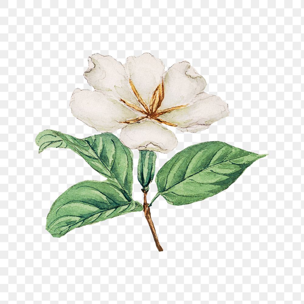 Vintage Japanese cape jasmine png art print, remix from artworks by Megata Morikaga