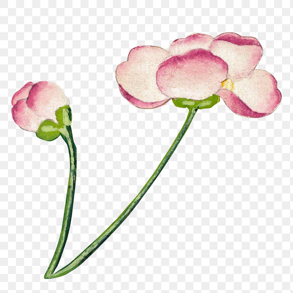 Chinese mallow flower png design motif, remix from artworks by Zhang Ruoai