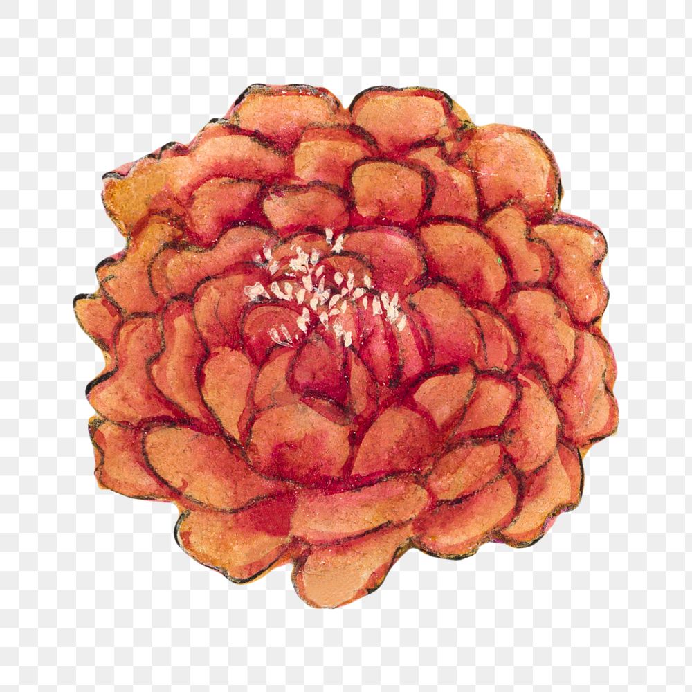Chinese peony flower png sticker, remix from artworks by Zhang Ruoai