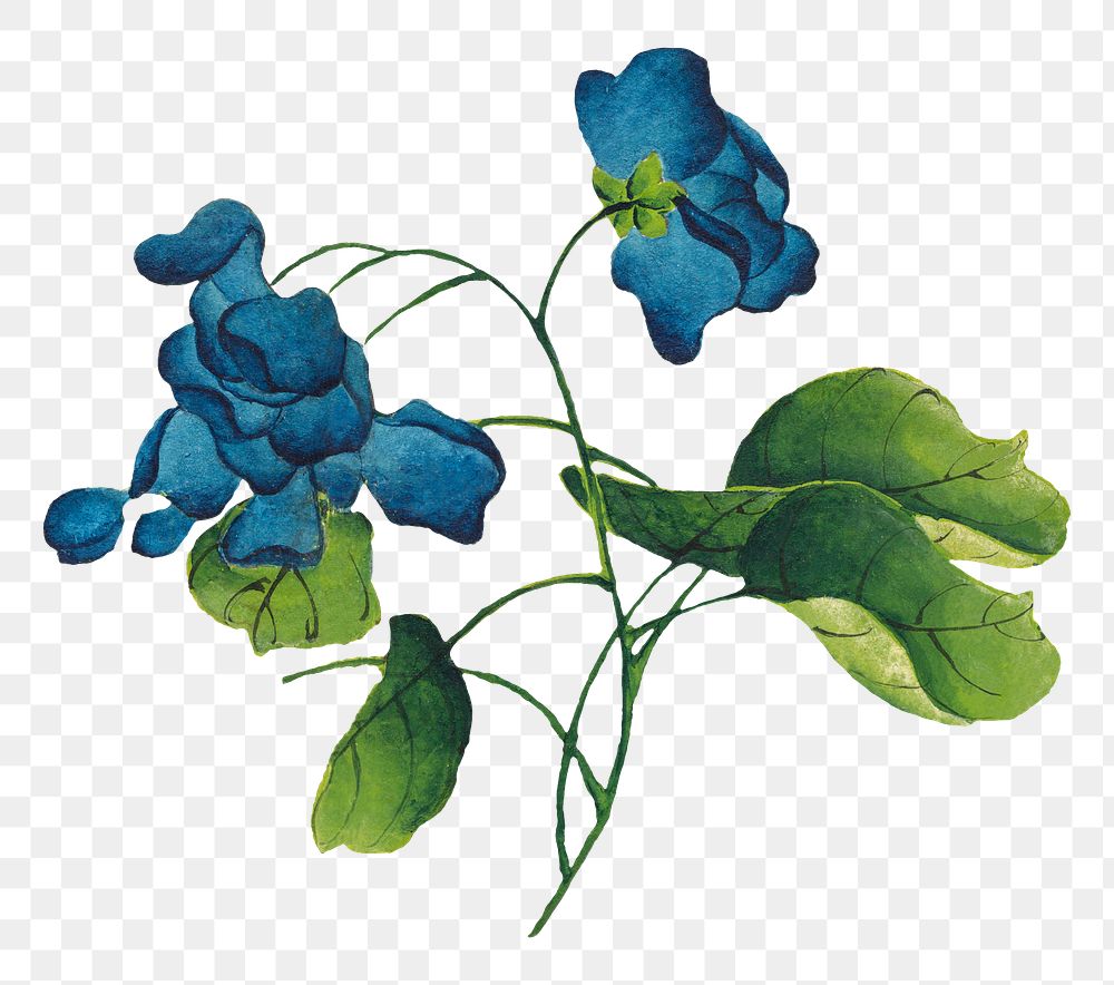 Chinese climbing blue flowers png sticker, remix from artworks by Zhang Ruoai