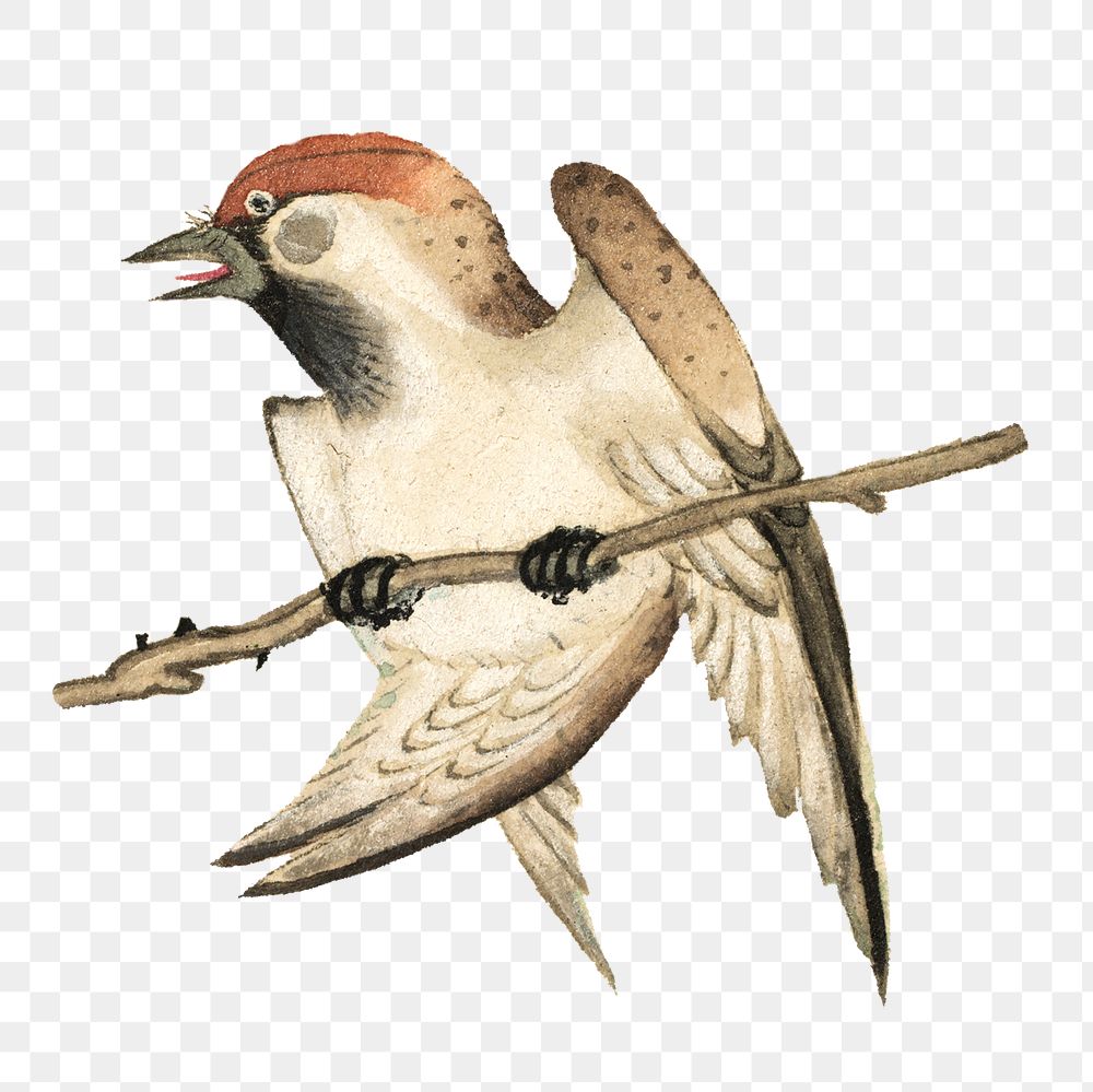 Vintage sparrow bird png design element, remix from artworks by Zhang Ruoai