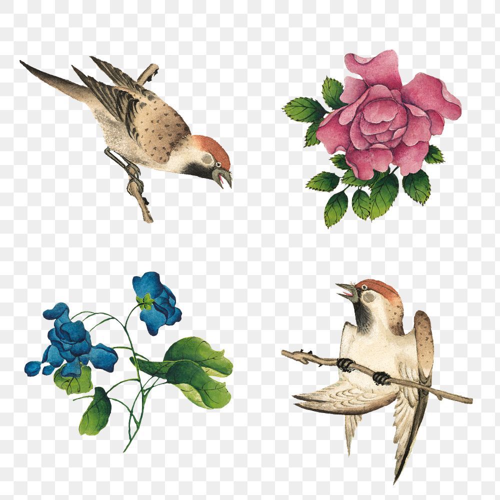 Chinese flower and bird png set, remix from artworks by Zhang Ruoai