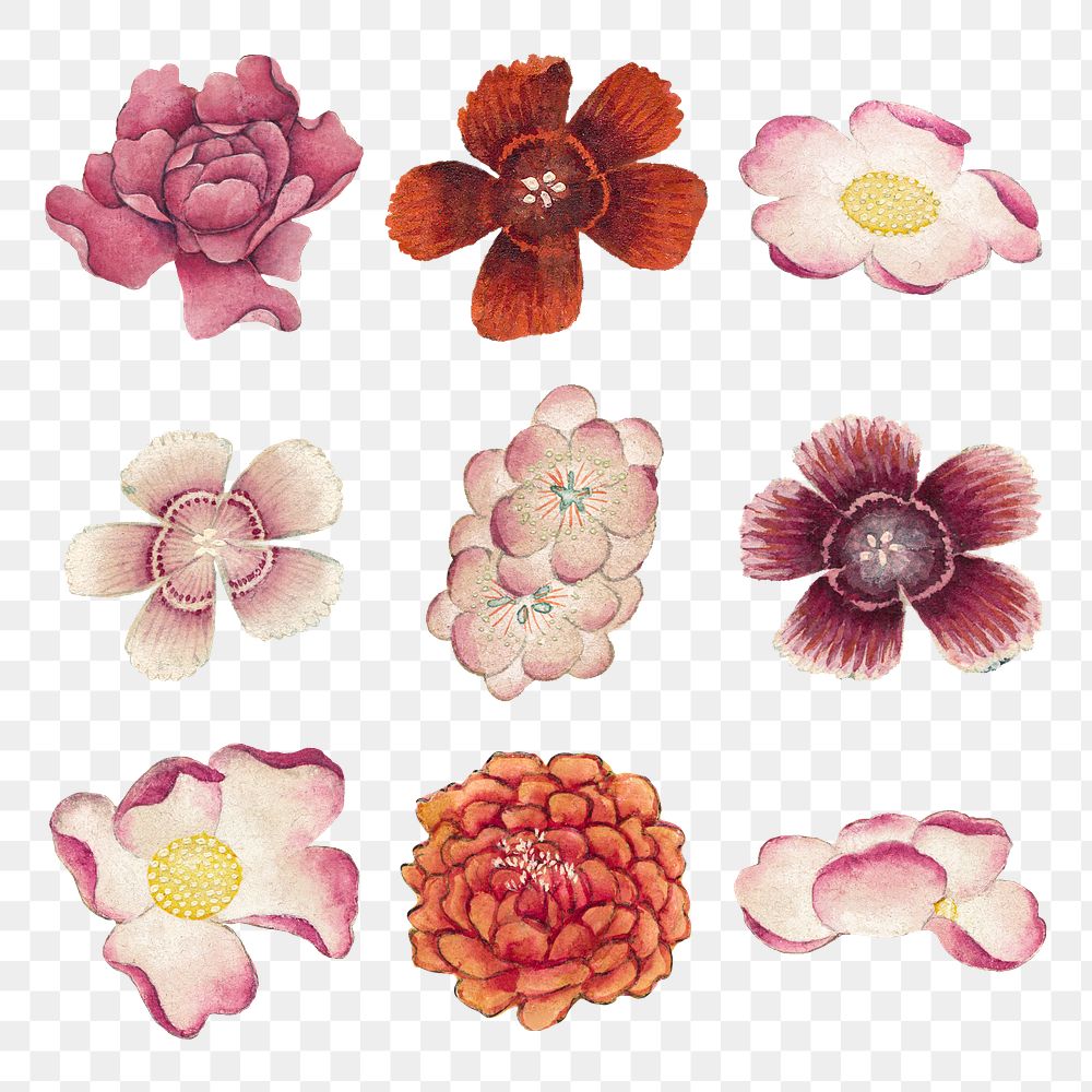 Chinese pink flower png set, remix from artworks by Zhang Ruoai