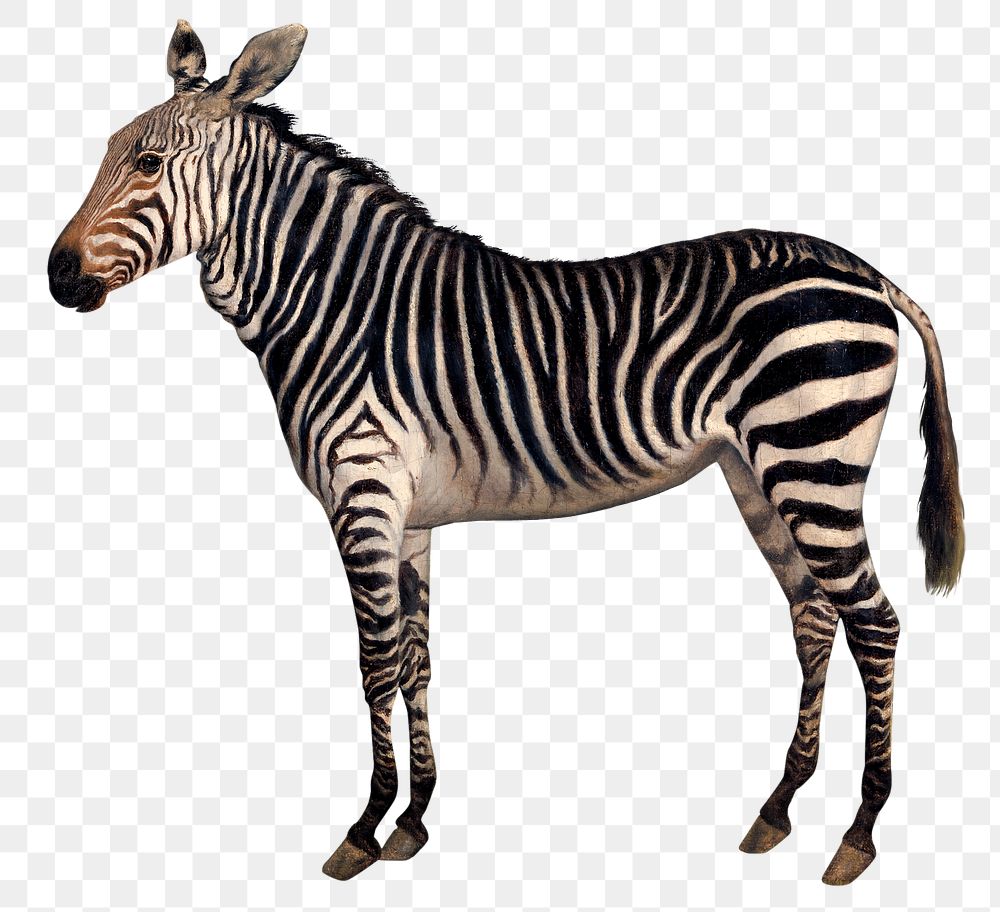 Zebra png sticker oil painting, remixed from artworks by Jacques-Laurent Agasse