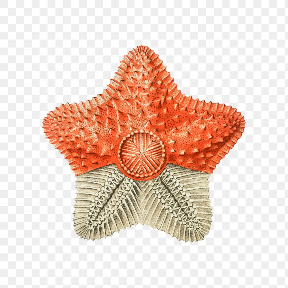 Vintage starfish illustration transparent png
