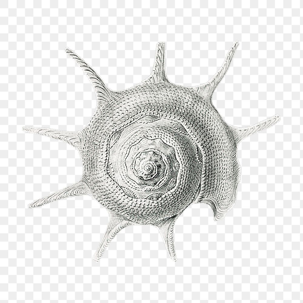 Vintage shell drawing transparent png