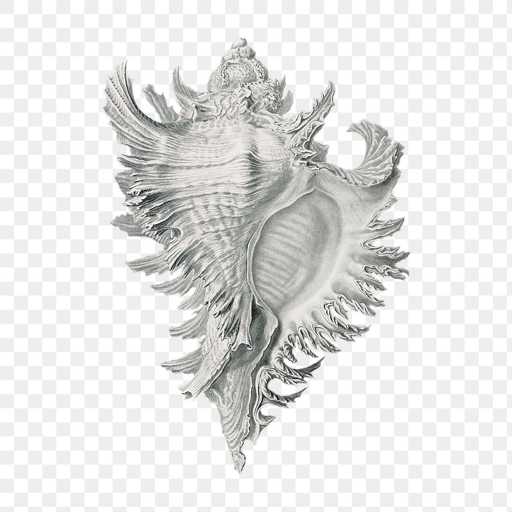 Vintage shell drawing transparent png