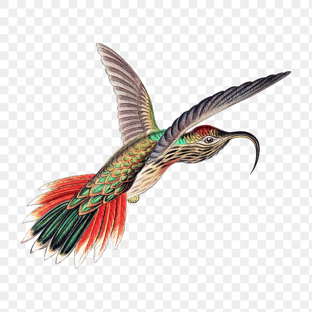 Colorful vintage hummingbird illustration transparent | Premium PNG ...