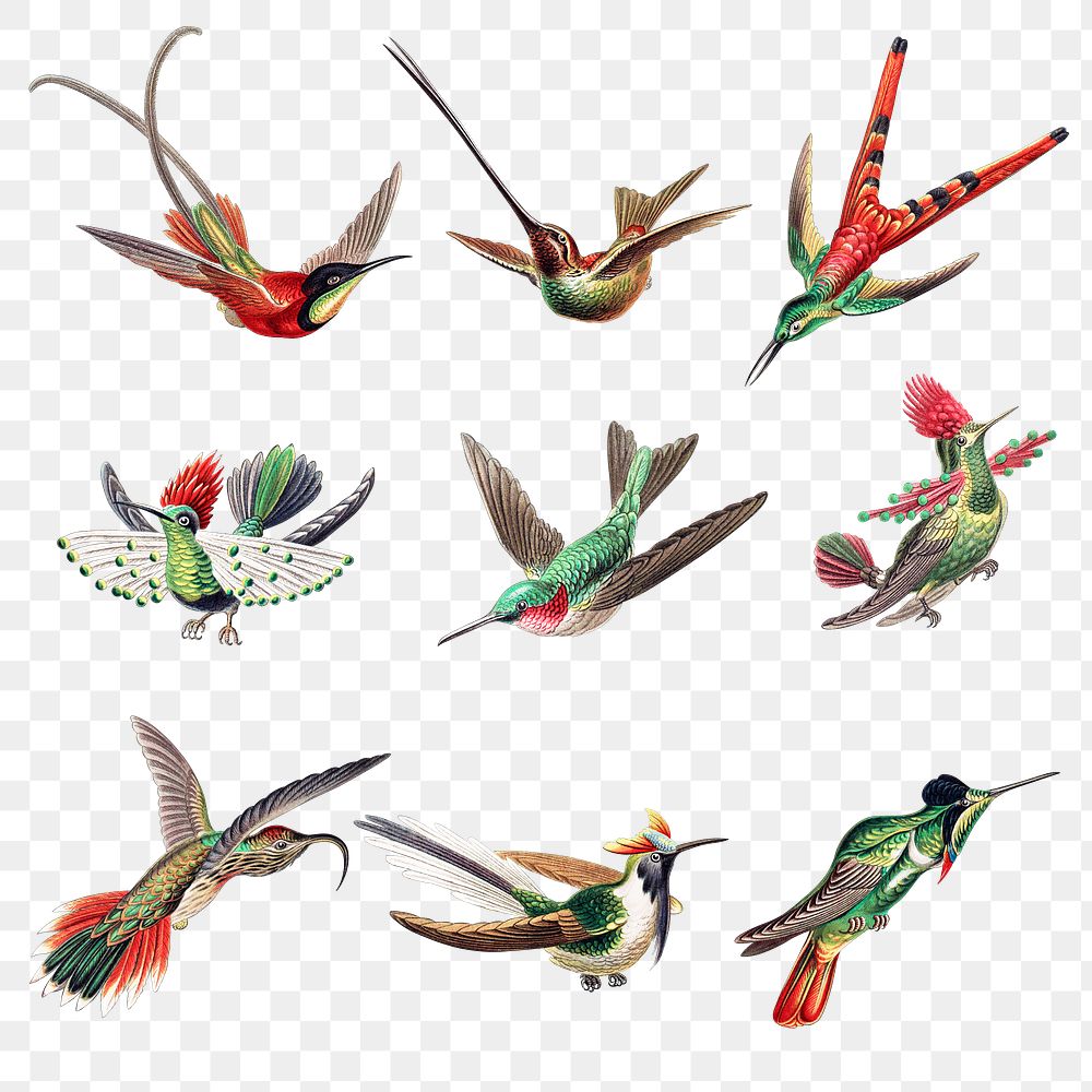 Vintage hummingbird illustrations set transparent | Premium PNG - rawpixel
