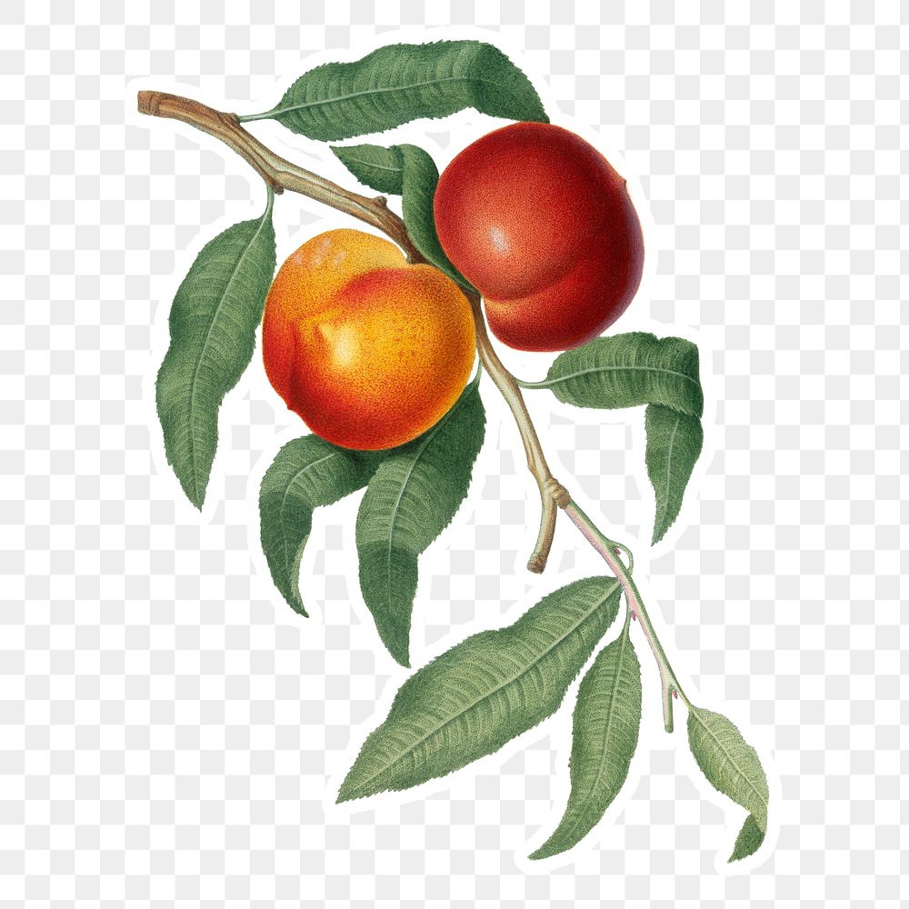 Hand drawn peach fruit stickerdesign element