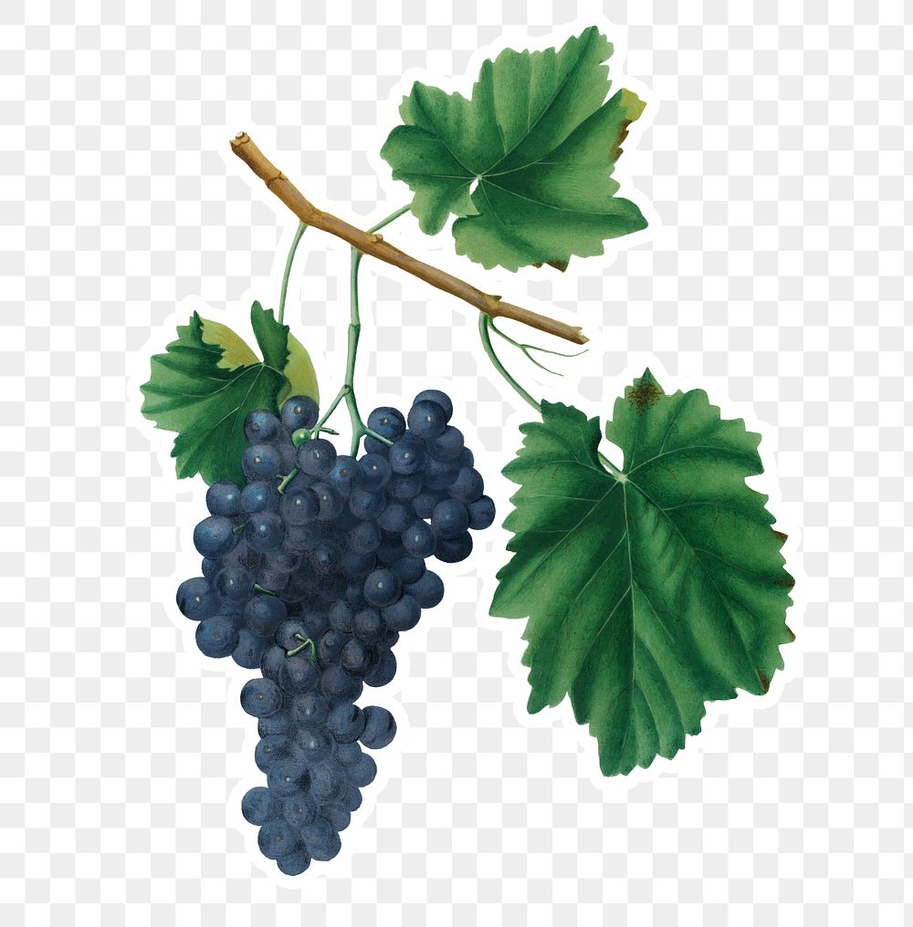 Hand drawn bunch of Lacrima red wine grapes sticker design element