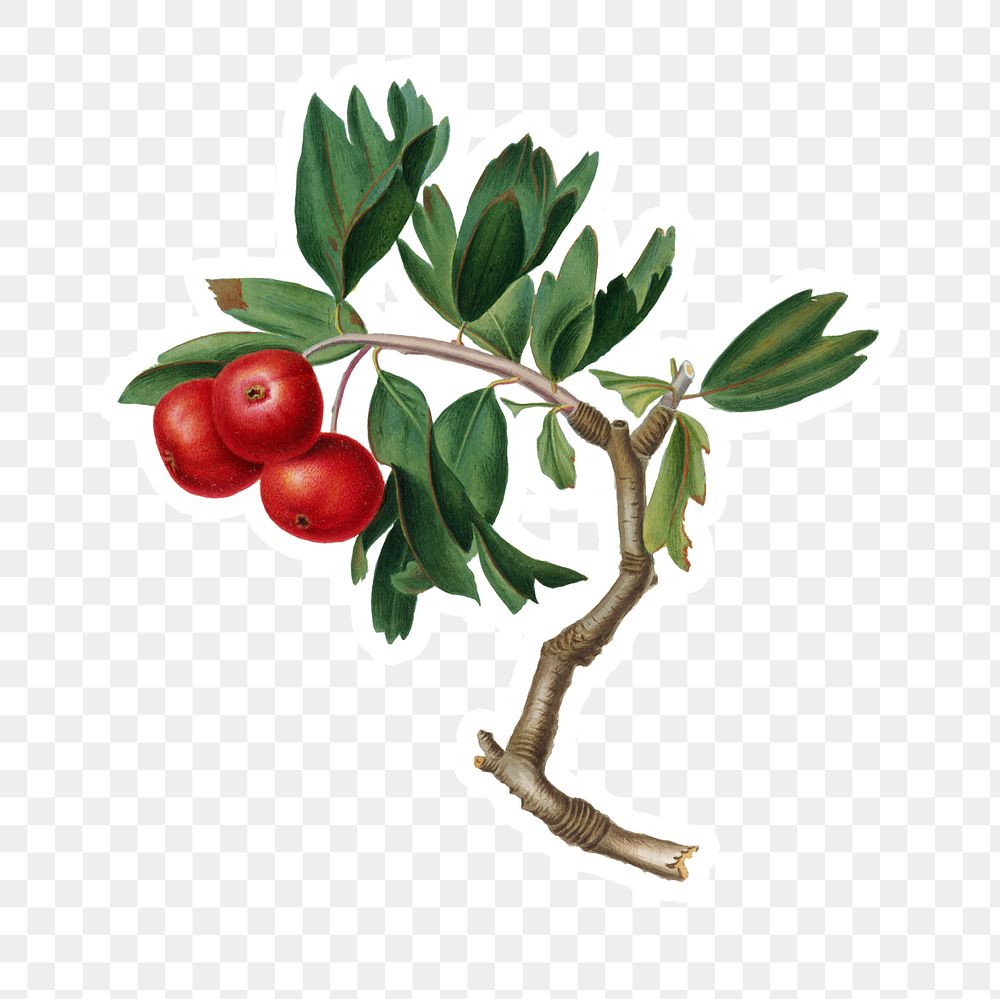 Handd rawn red thorn-apple fruit sticker design element
