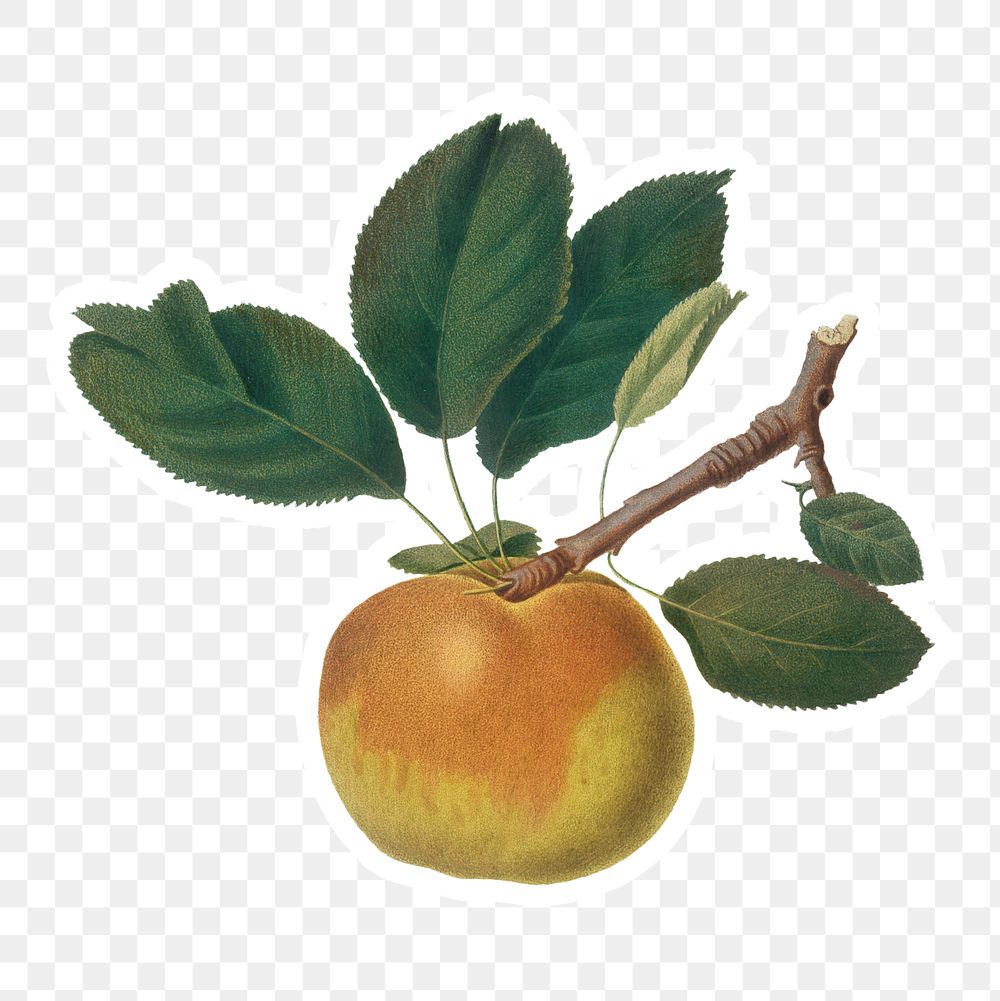 Hand drawn apple fruit sticker design element