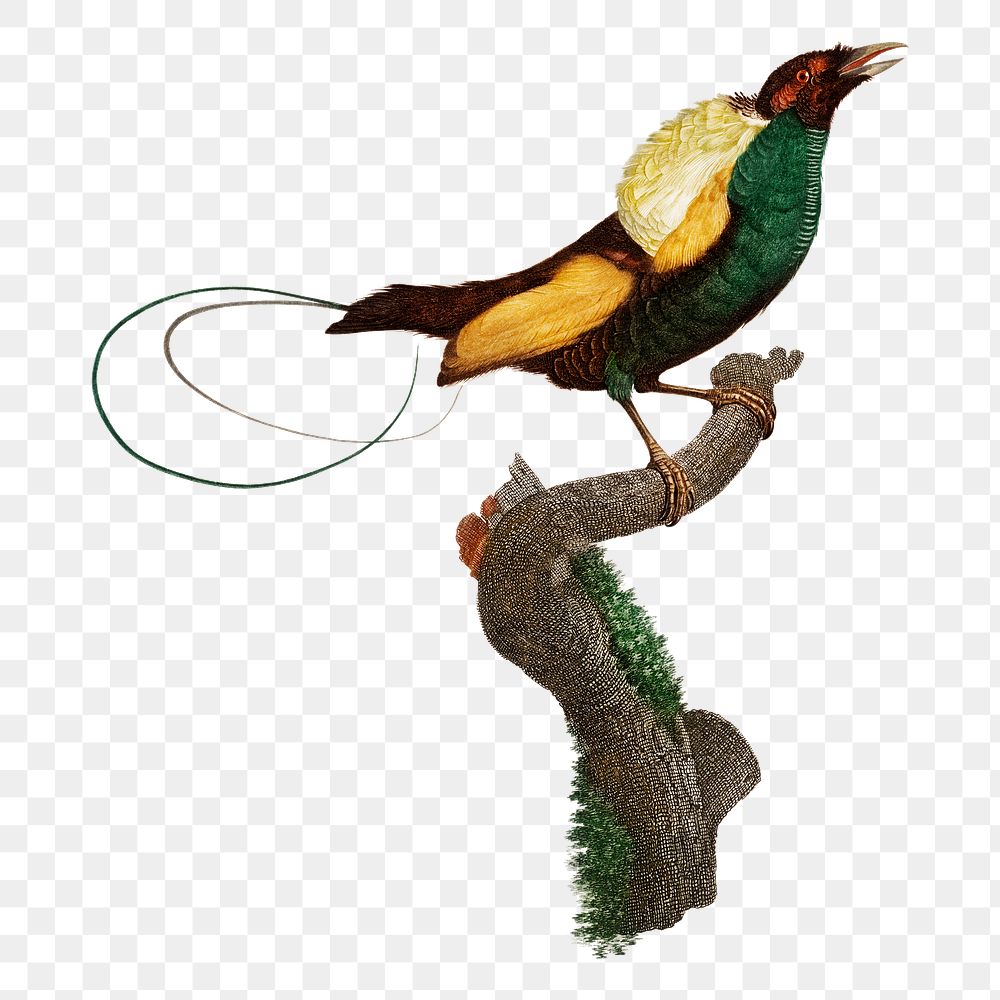 Magnificent bird of paradise png | Premium PNG Sticker - rawpixel