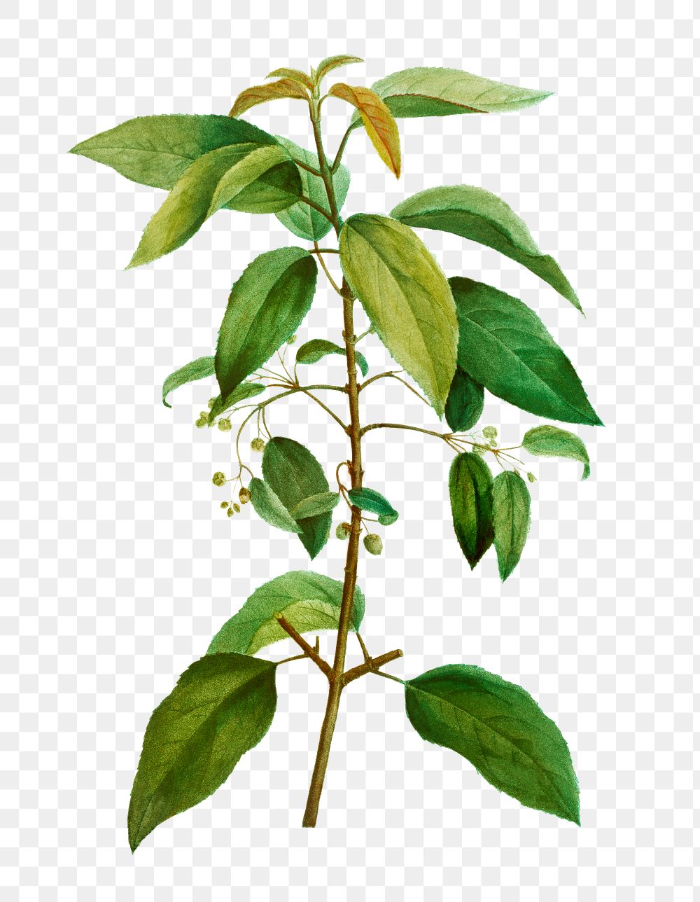 Maqui Tree Branch Transparent Png Free Png Sticker Rawpixel