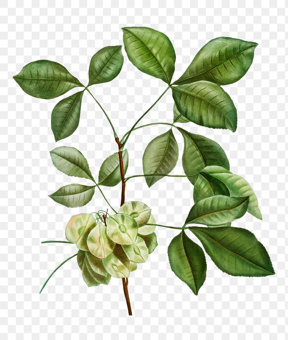 Hoptree Flowering Plant Transparent Png Free Png Sticker Rawpixel