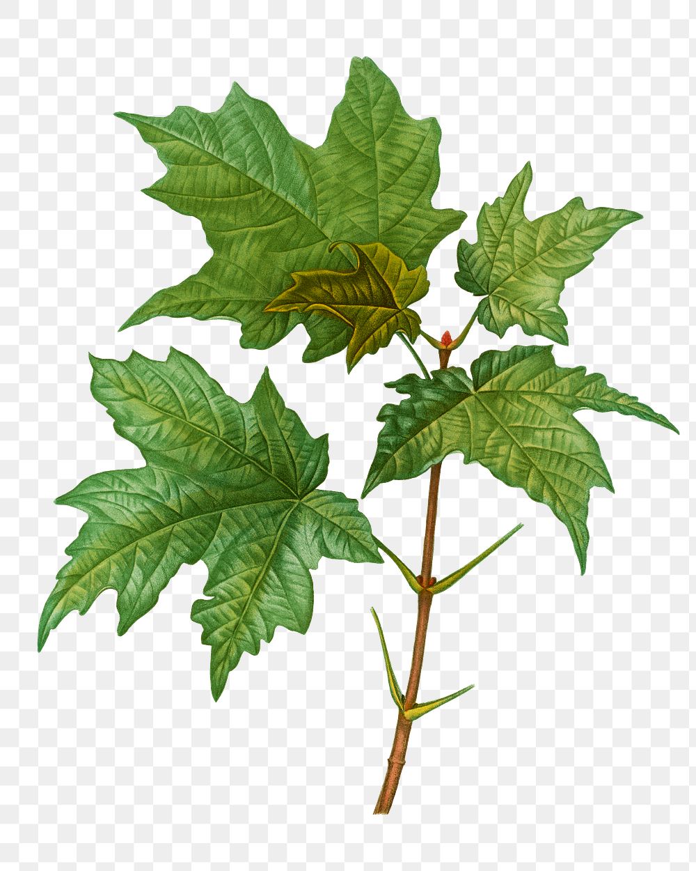 Silver maple branch plant transparent | Free PNG Sticker - rawpixel