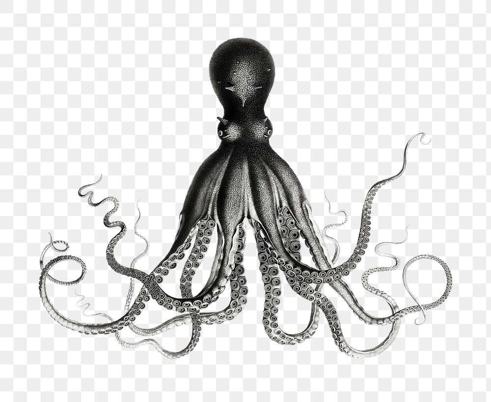 Vintage hand drawn octopus png