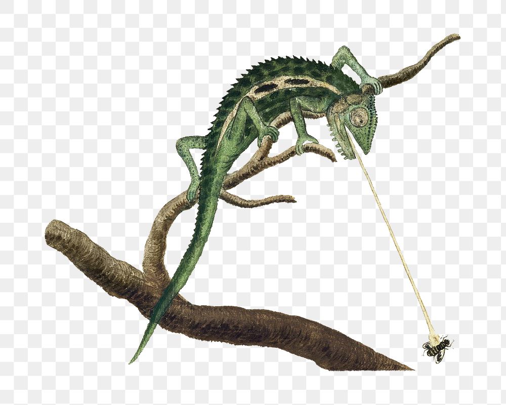 Cape dwarf chameleon png vintage animal illustration, remixed from the artworks by Robert Jacob Gordon