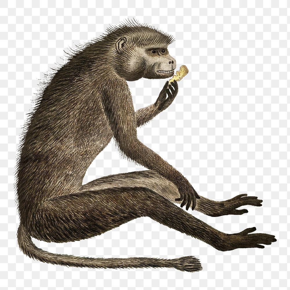 Cahcma baboon png vintage animal illustration, remixed from the artworks by Robert Jacob Gordon
