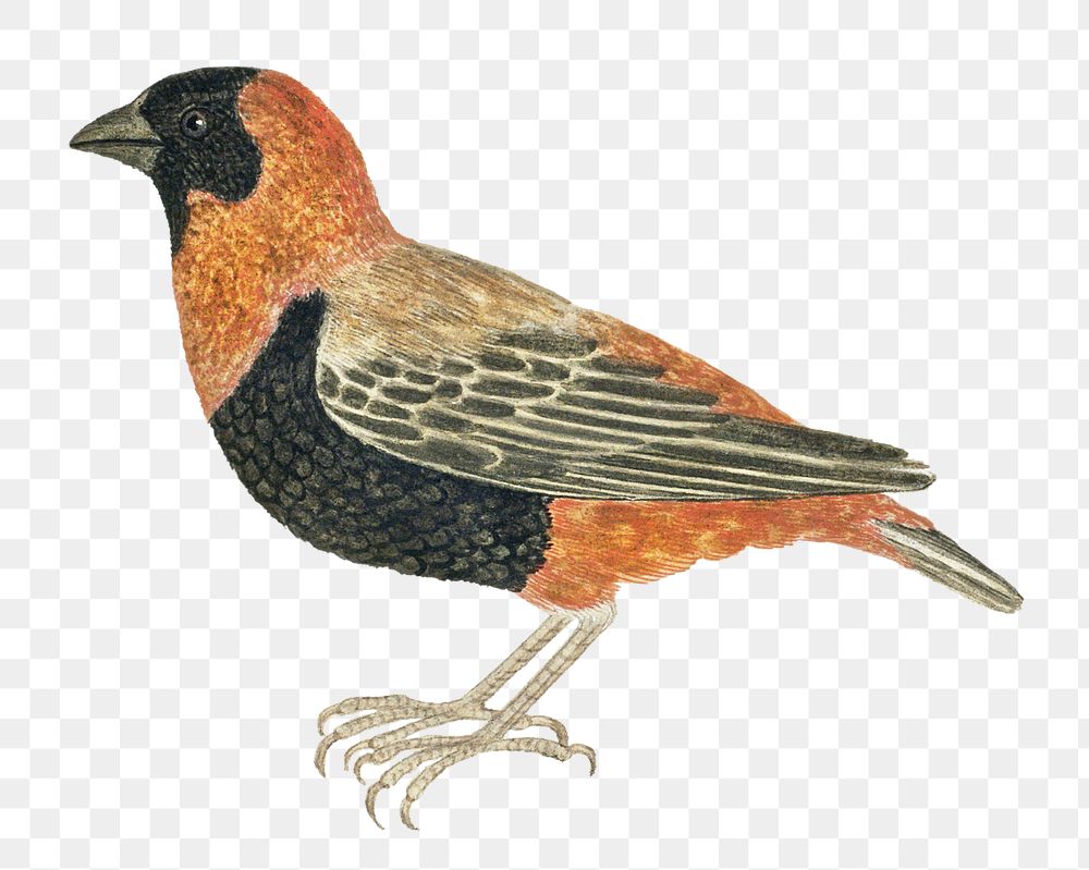 Southern red bishop png vintage animal illustration, remixed from the artworks by Robert Jacob Gordon