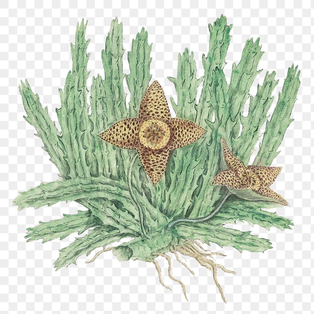 Huernia namaquensis png vintage flower illustration set, remixed from the artworks by Robert Jacob Gordon