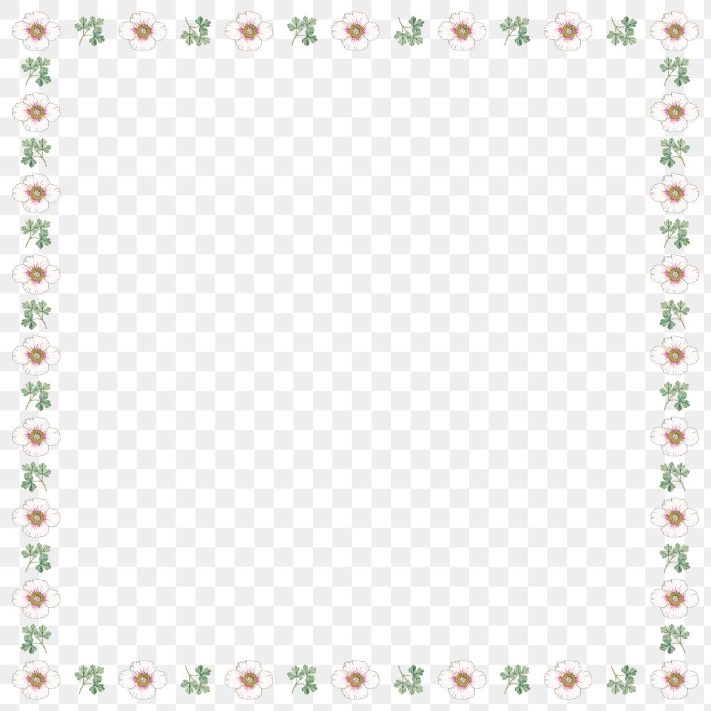 Vintage white poppy flower frame transparent… | Free stock illustration | High Resolution graphic Vintage white poppy flower frame transparent png design element