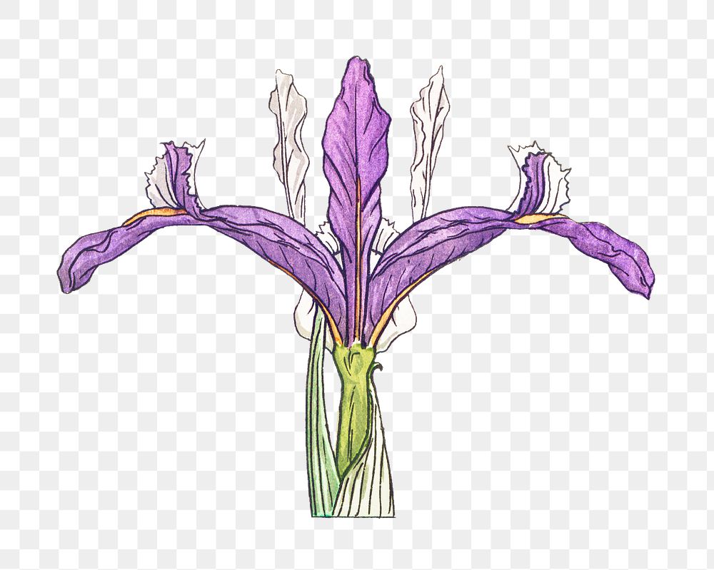 Vintage iris flower transparent png design element