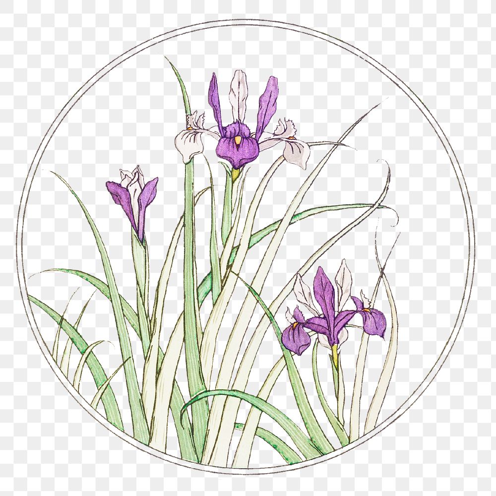 Vintage iris flower in round frame transparent png design element