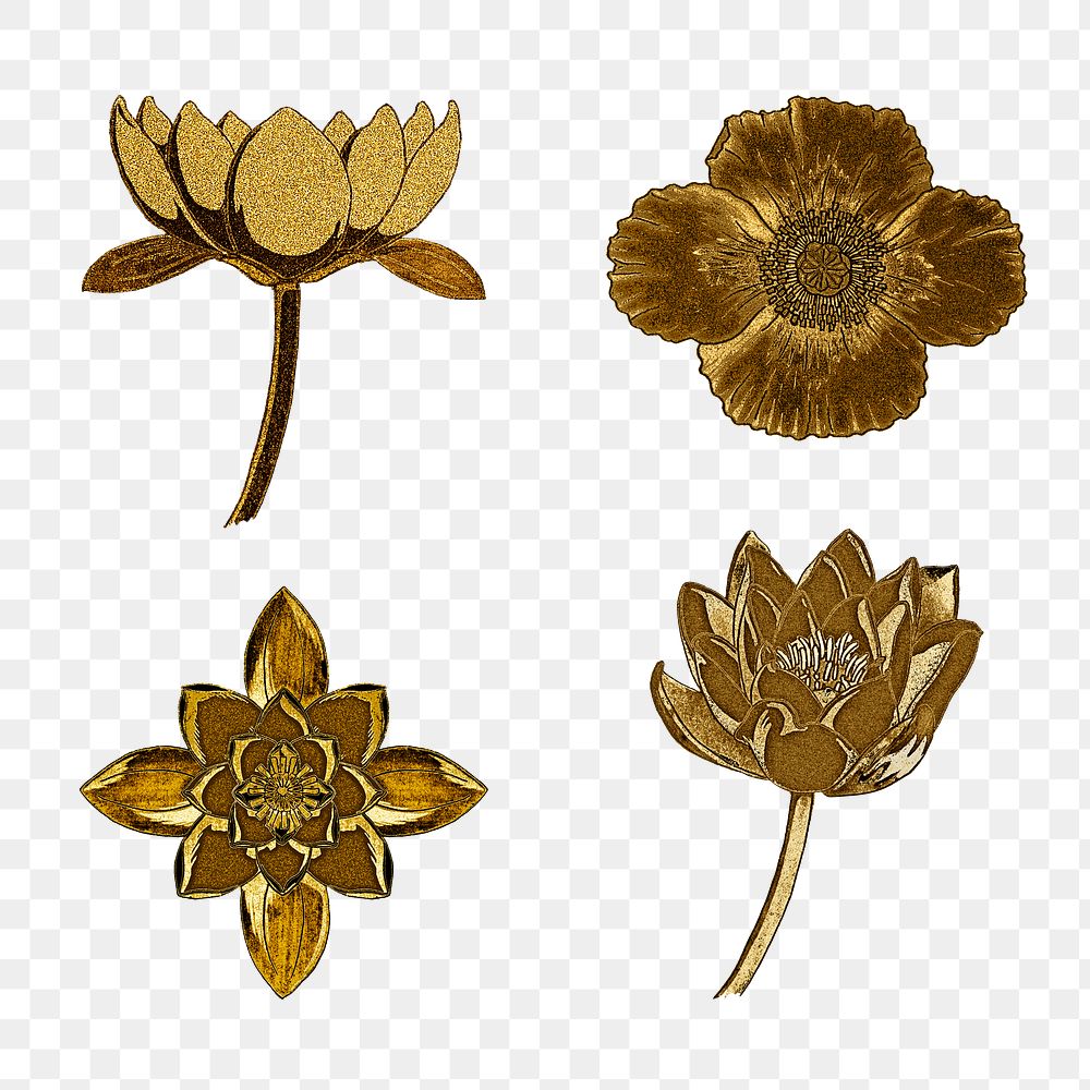 Vintage gold water lily and poppy flower set… | Free stock illustration | High Resolution graphic Vintage gold water lily and poppy flower set transparent png design element