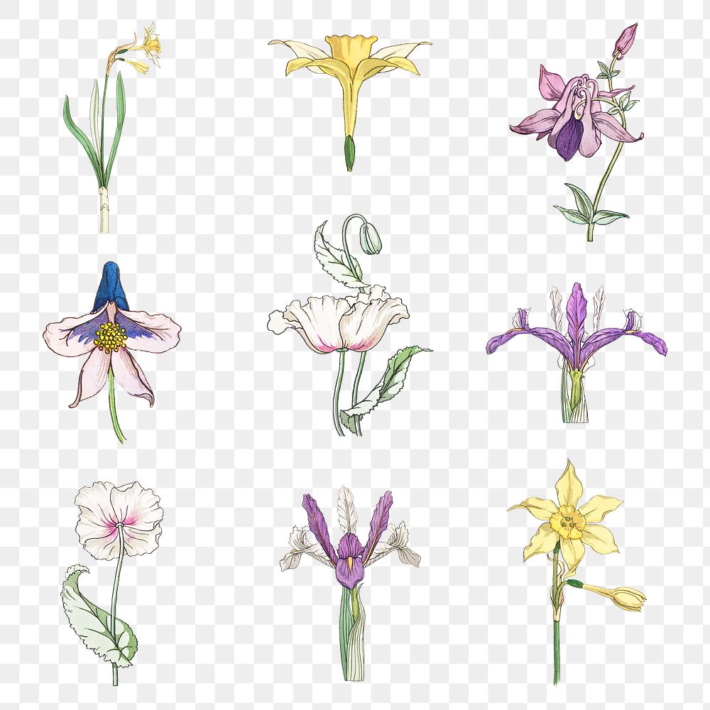 Vintage hand drawn flower set transparent png design element