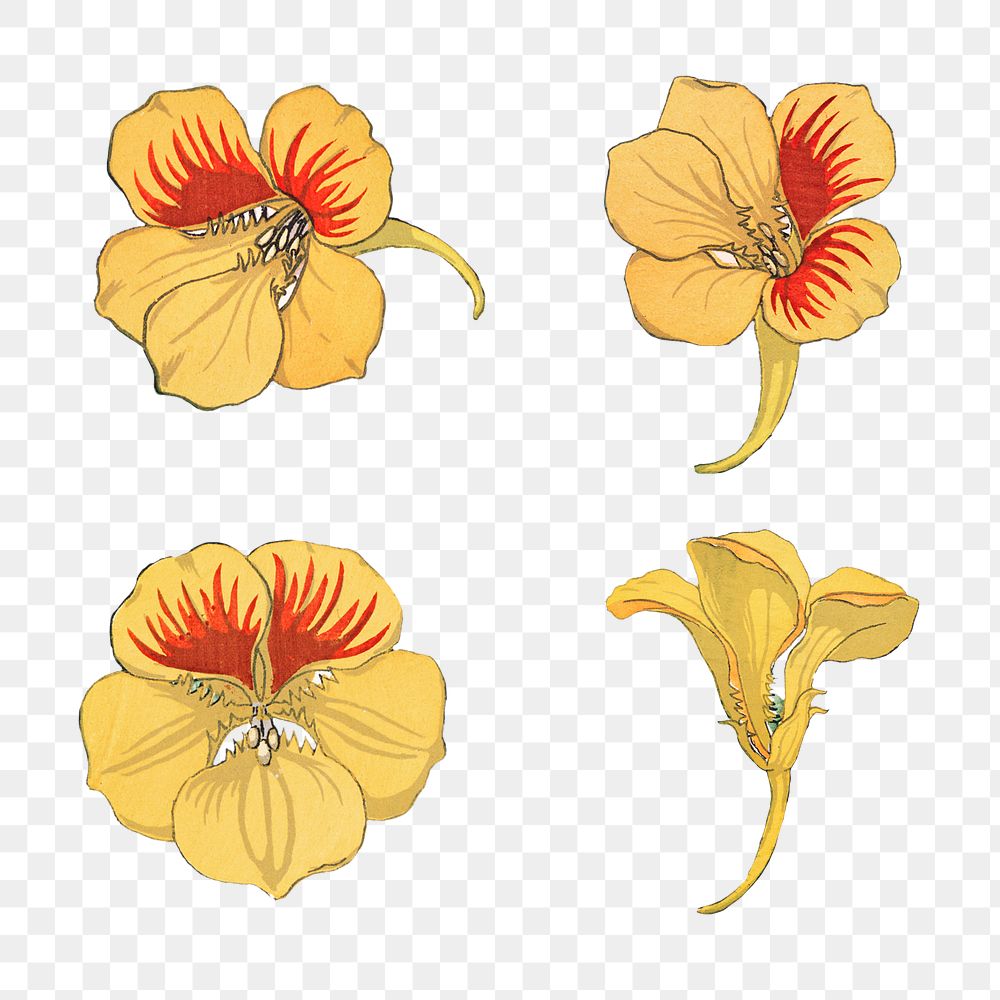 Vintage nasturtium flower settransparent png design element