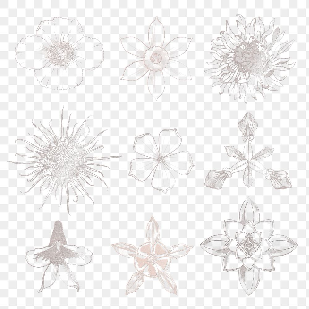 Line drawing flower set transparent png design element