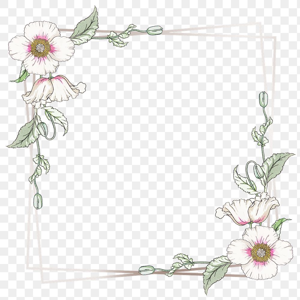 Vintage white poppy flower frame transparent… | Free stock illustration | High Resolution graphic Vintage white poppy flower frame transparent png design element