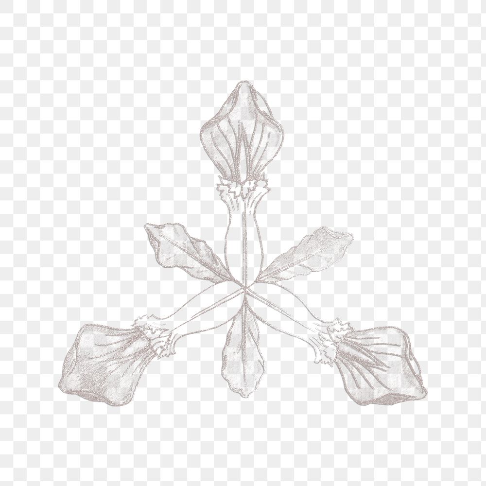 Line drawing iris flower transparent png design element