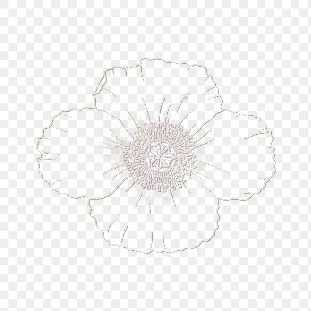 Vintage line drawing poppy flower transparent png design element