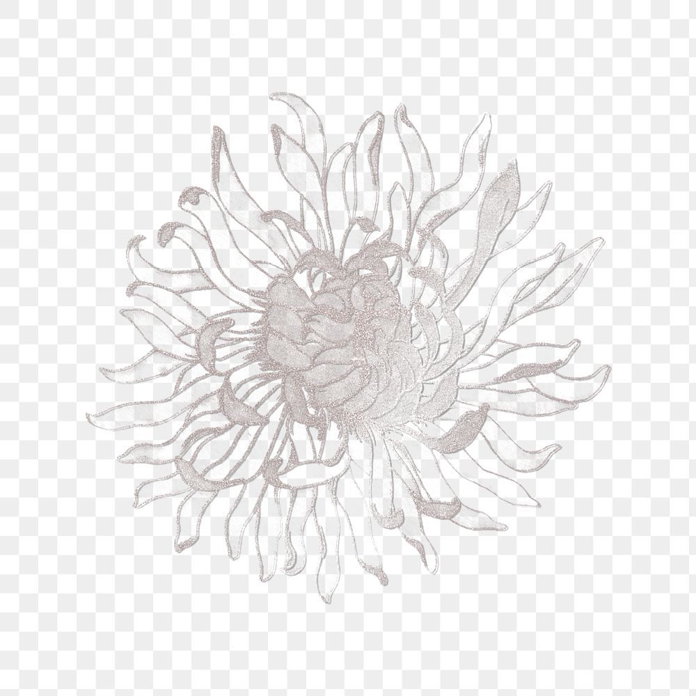 Line drawing chrysanthemum flower transparent pngdesign element