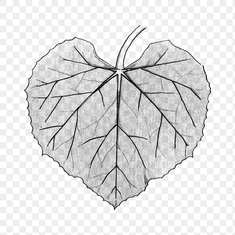 Black and white white flowered gourd leaf transparent png design element