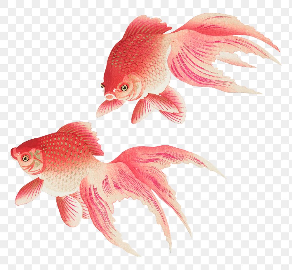 Goldfish animal png sticker, aquatic animal colorful illustration,  remix from the artwork of Ohara Koson